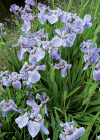 Iris Pacific Coast 'Dark Blue'